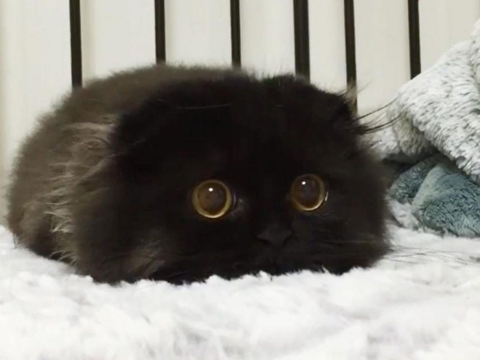 Котята аниме