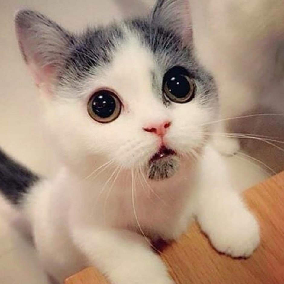 Кошка Гимо