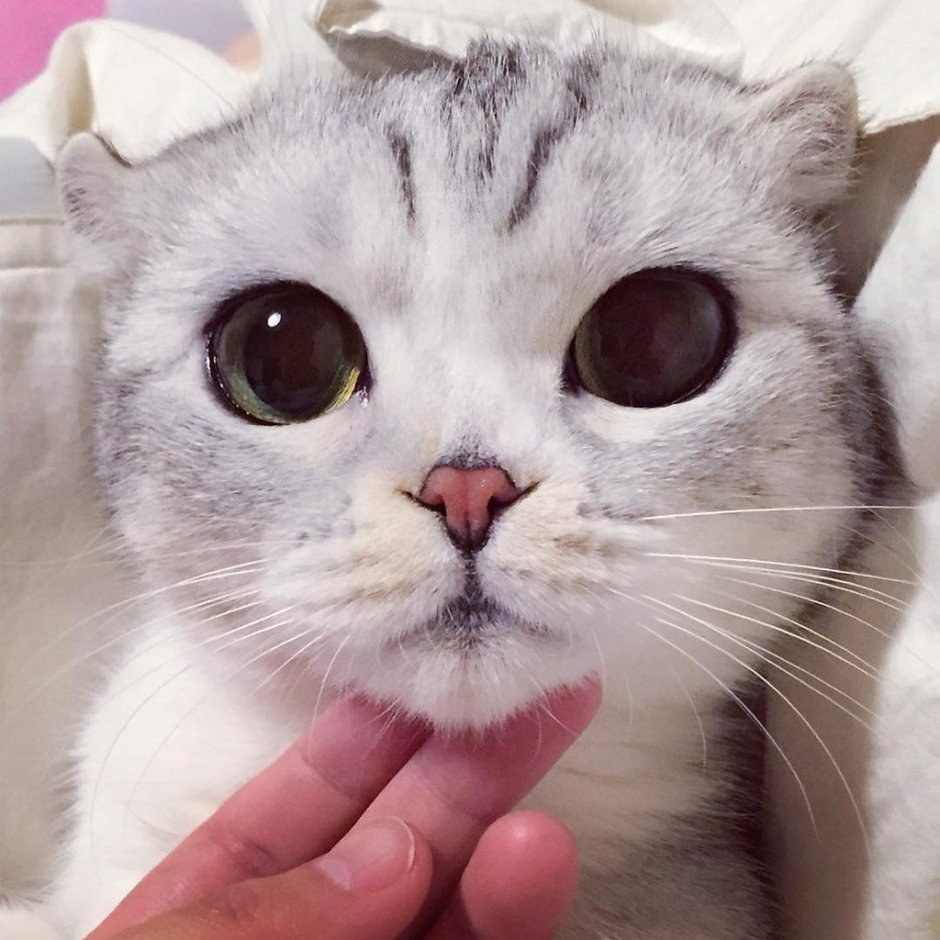 Скат мультяшный