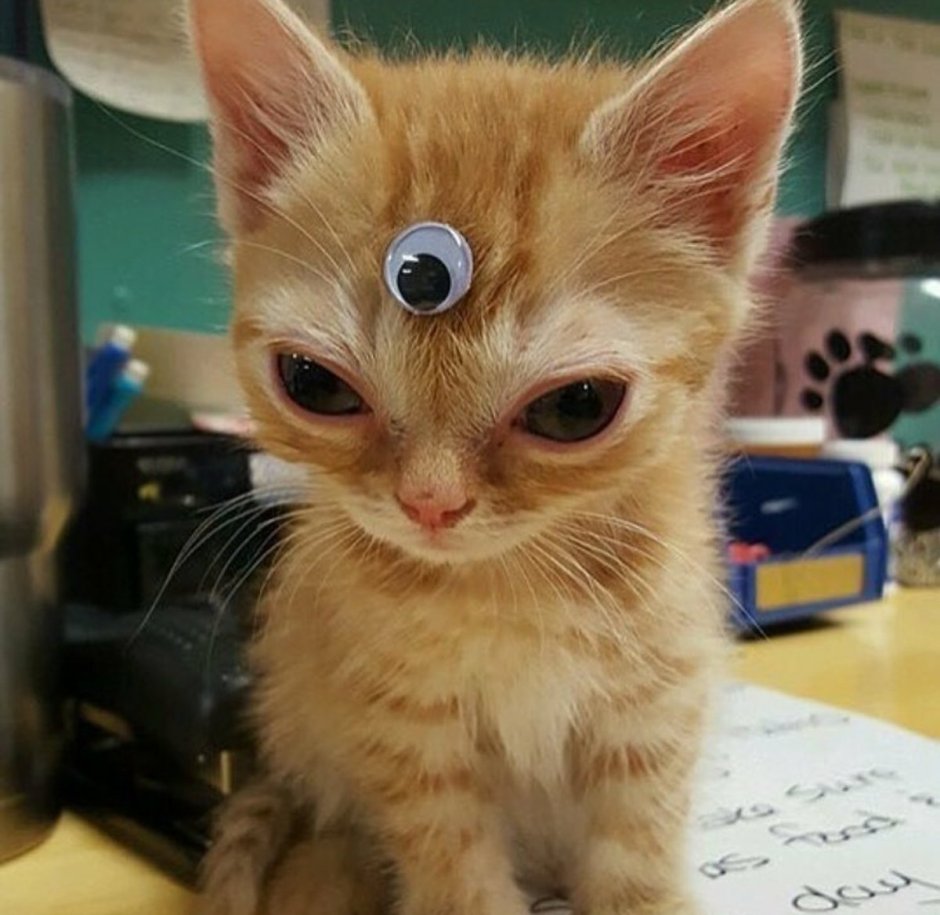 Котенок с большими глазами