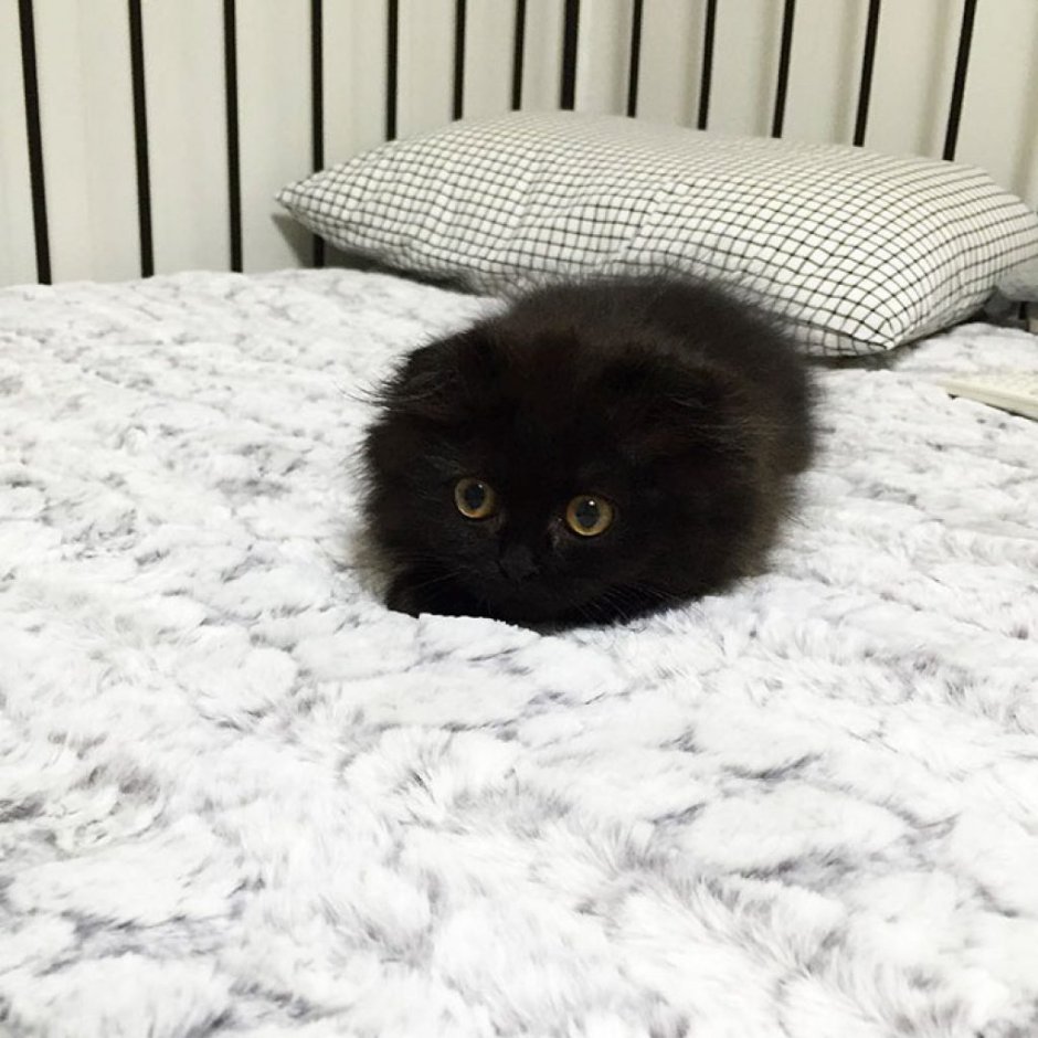 Всратый котенок