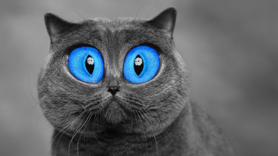 Милая кошка