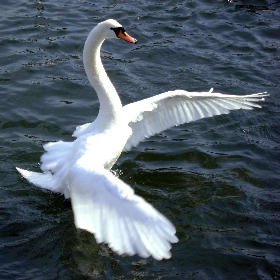 Черный и белый лебедь