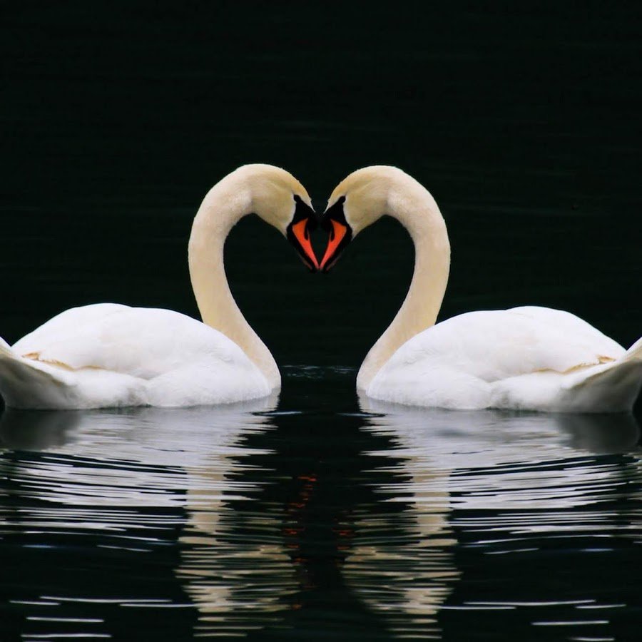 Обои лебеди