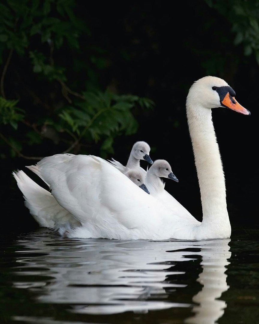 Камиль сен Санс лебедь