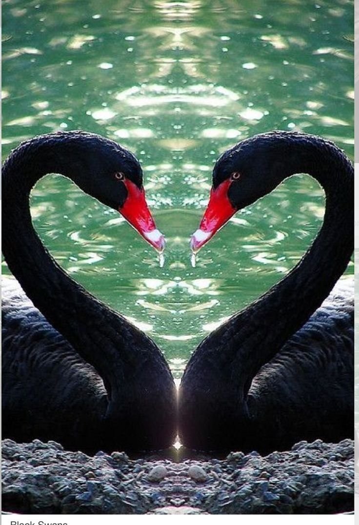 Чёрный лебедь и белый лебедь