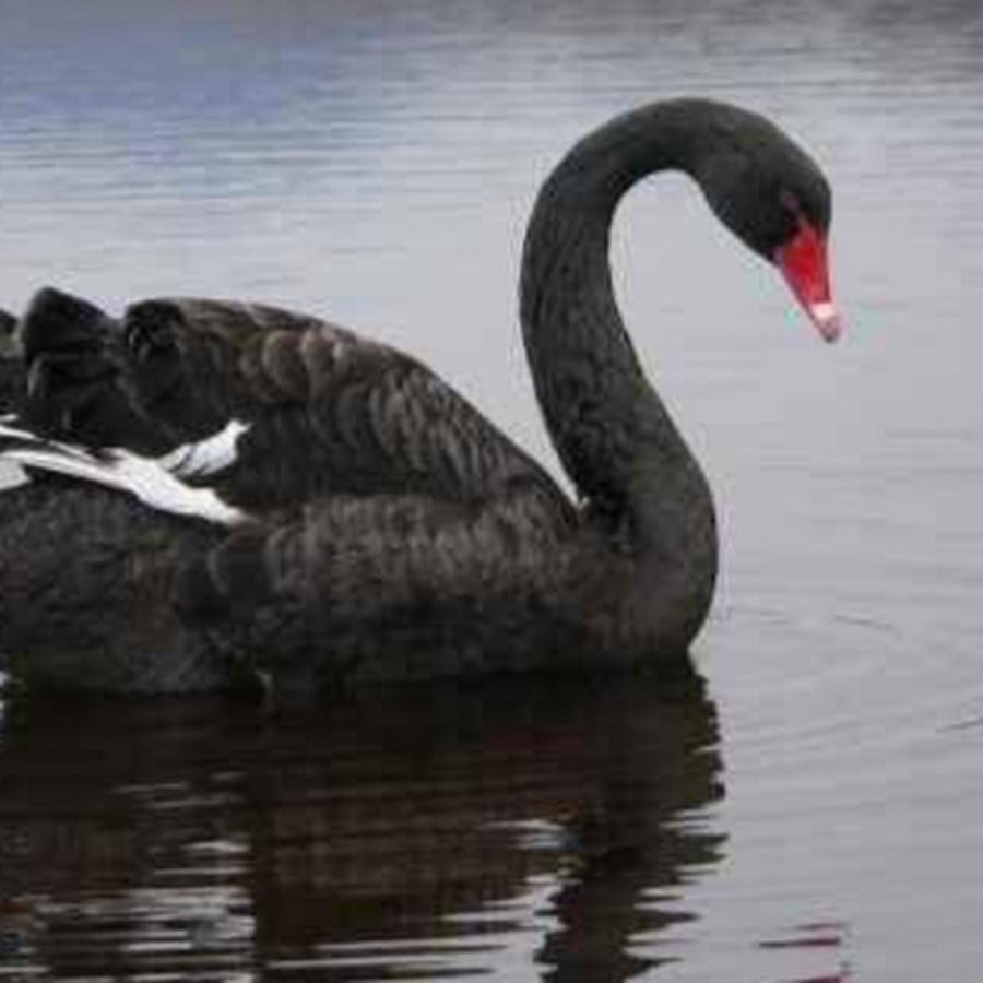 Морда черного лебедя