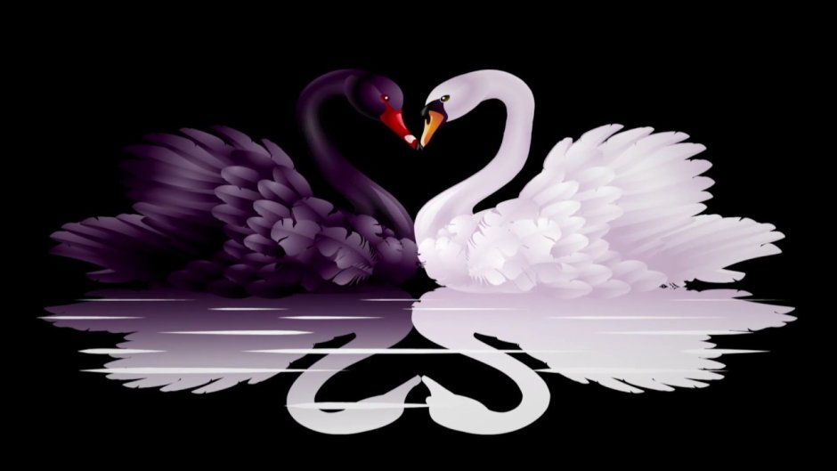 Черный и белый лебедь