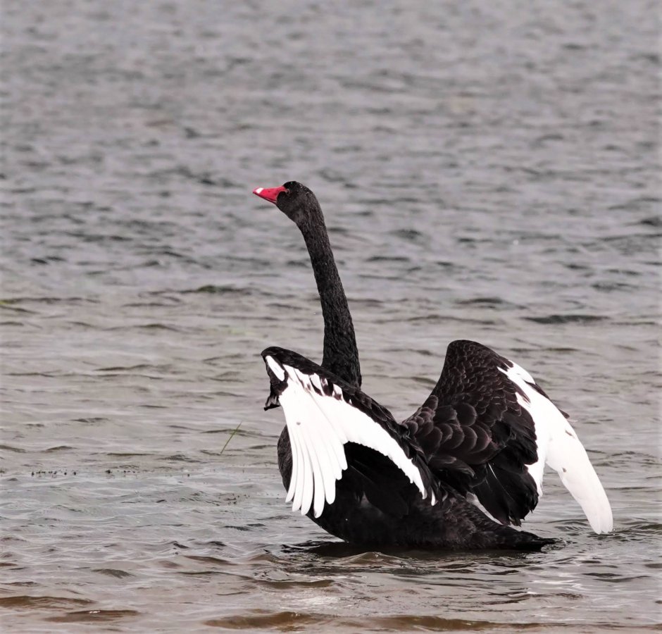 Черный лебедь расправил Крылья