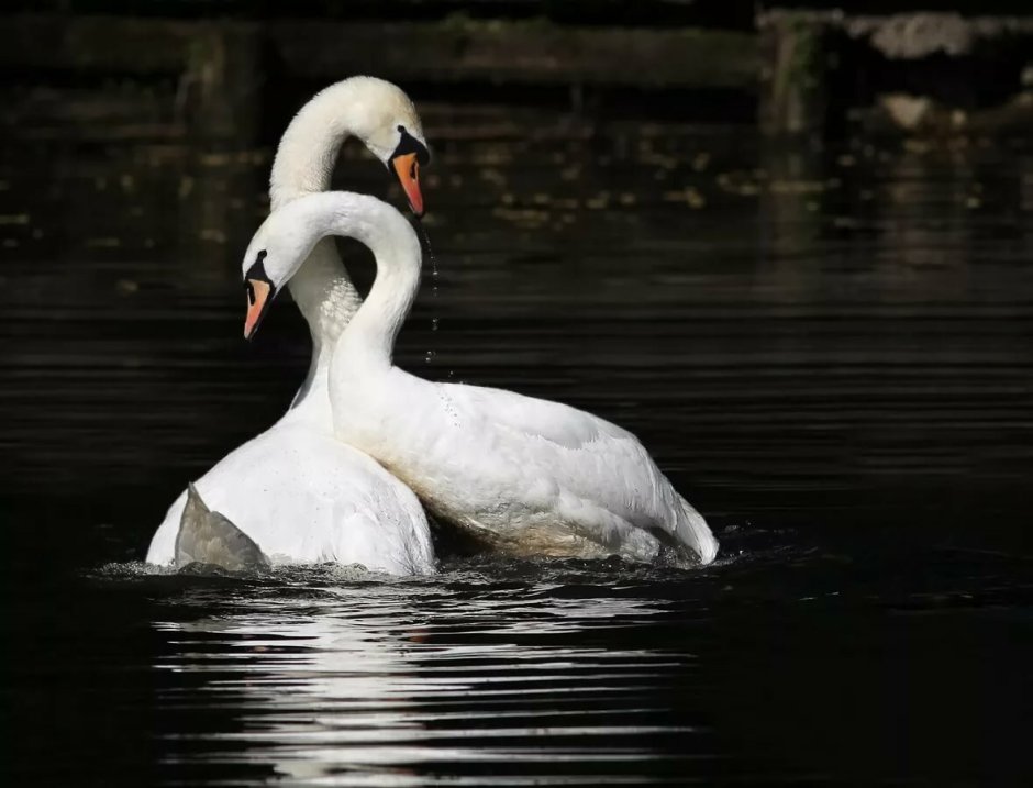 Лебедь шипун пара