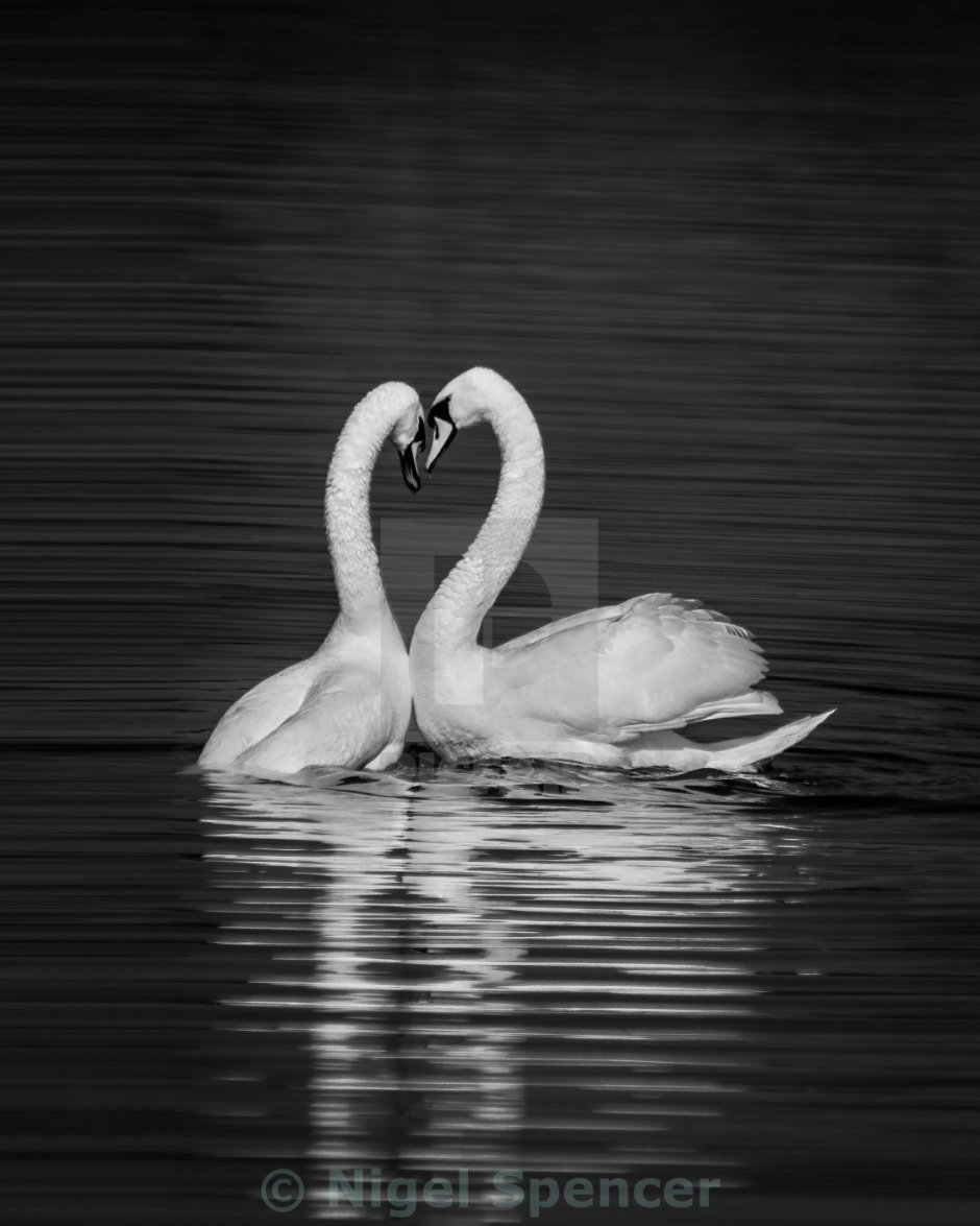 Влюбленные лебеди
