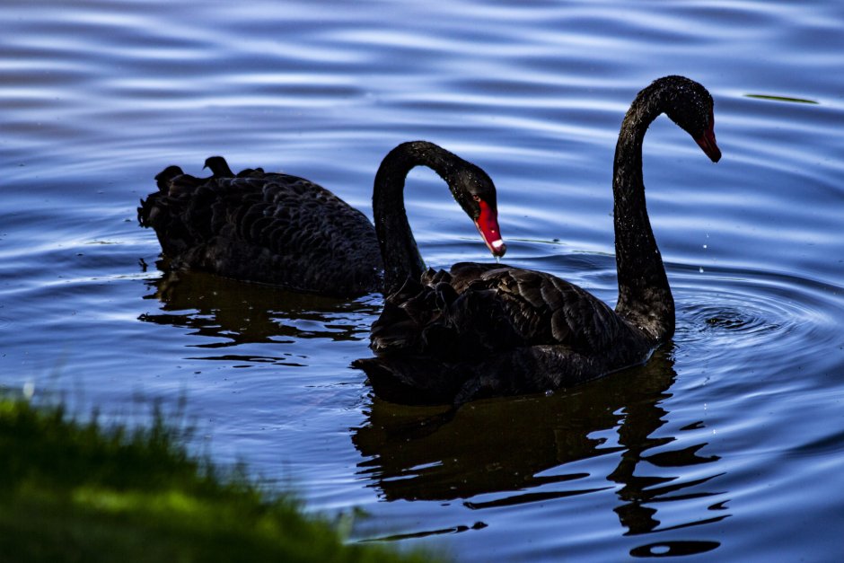 Лебедята чёрного лебедя
