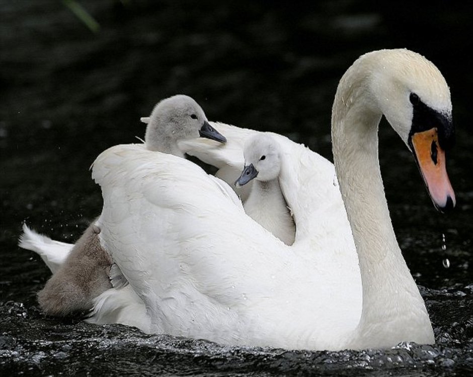 Baby Swan