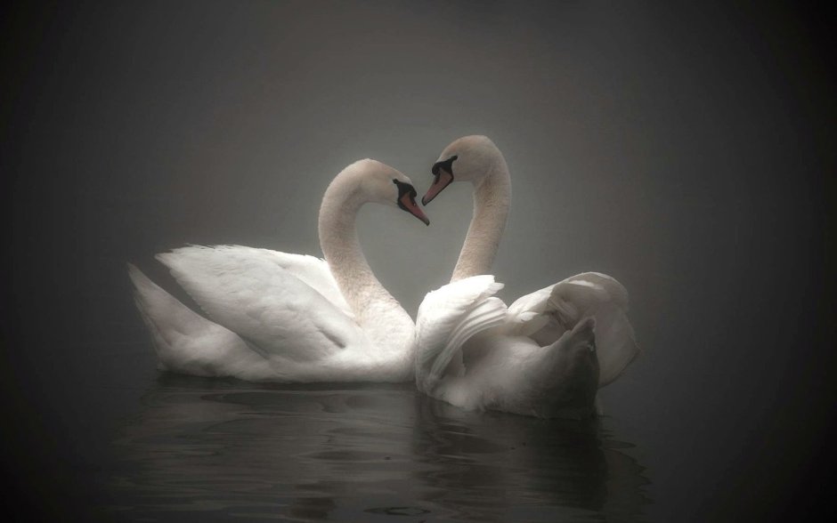 Любовь и лебеди