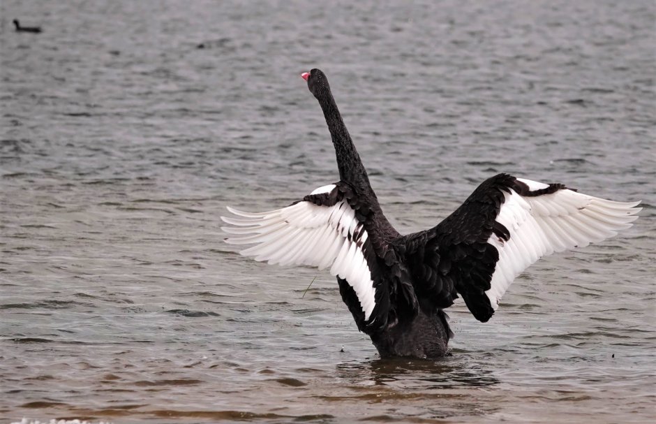 Белый лебедь с черными крыльями