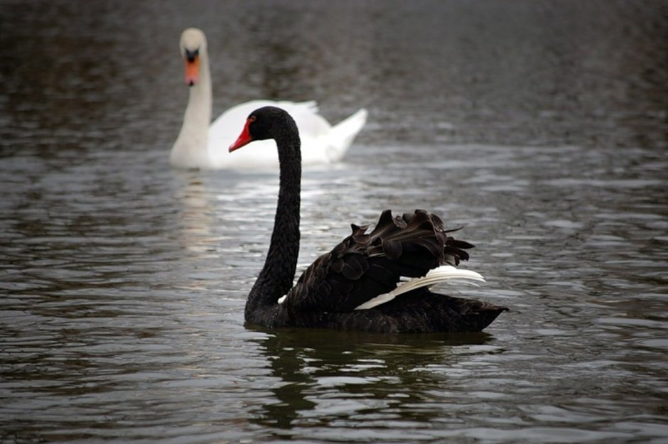 Черно белый лебедь