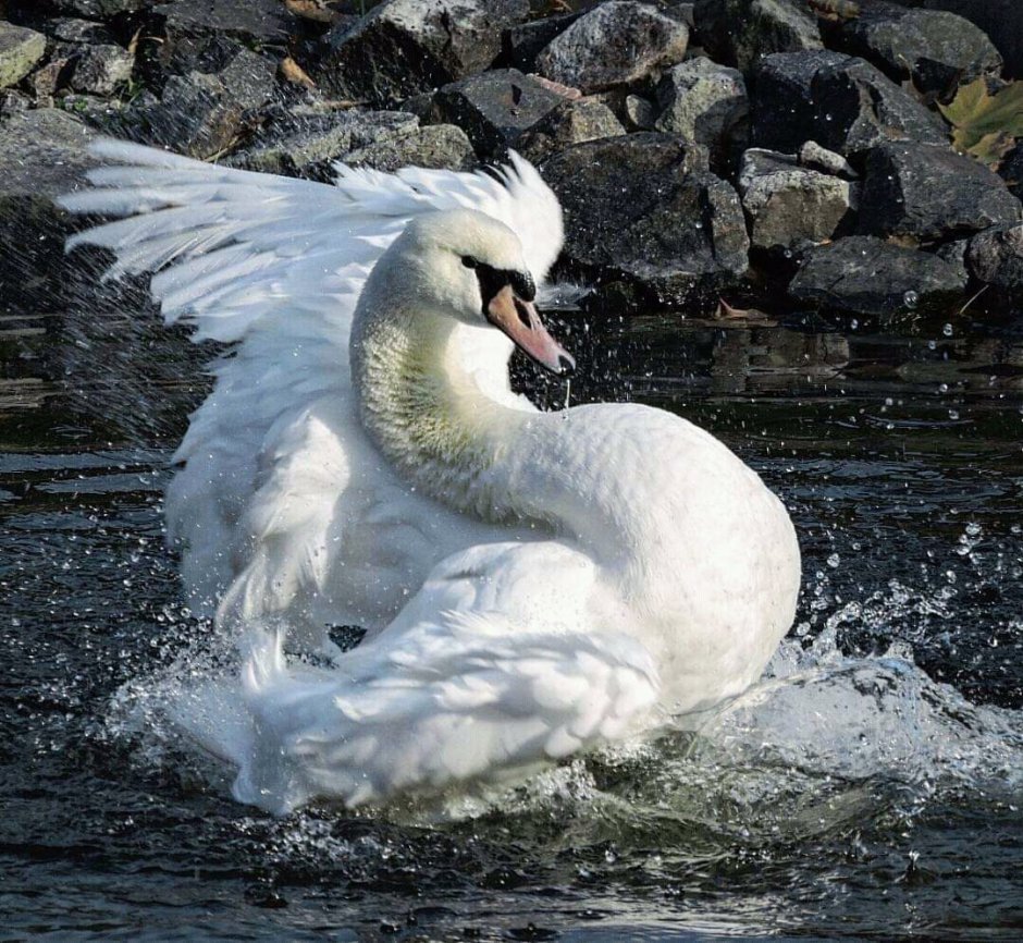 Авдотья лебедь белая