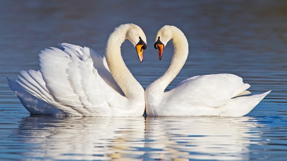 Лебединая любовь и верность