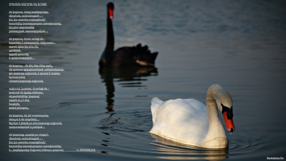 Черный лебедь среди белых