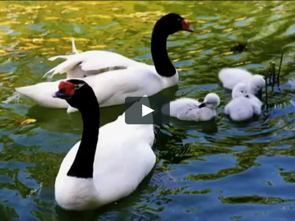 Черношейный лебедь