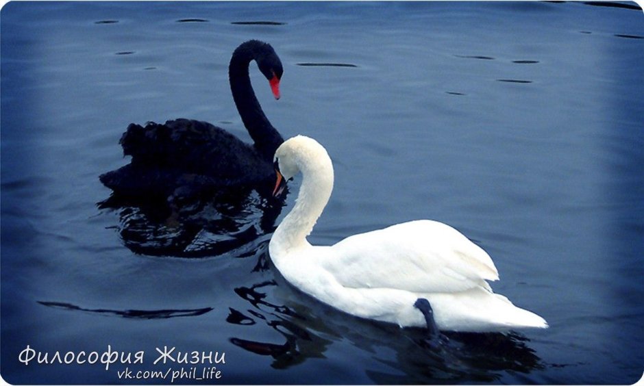 Два лебедя черный и белый