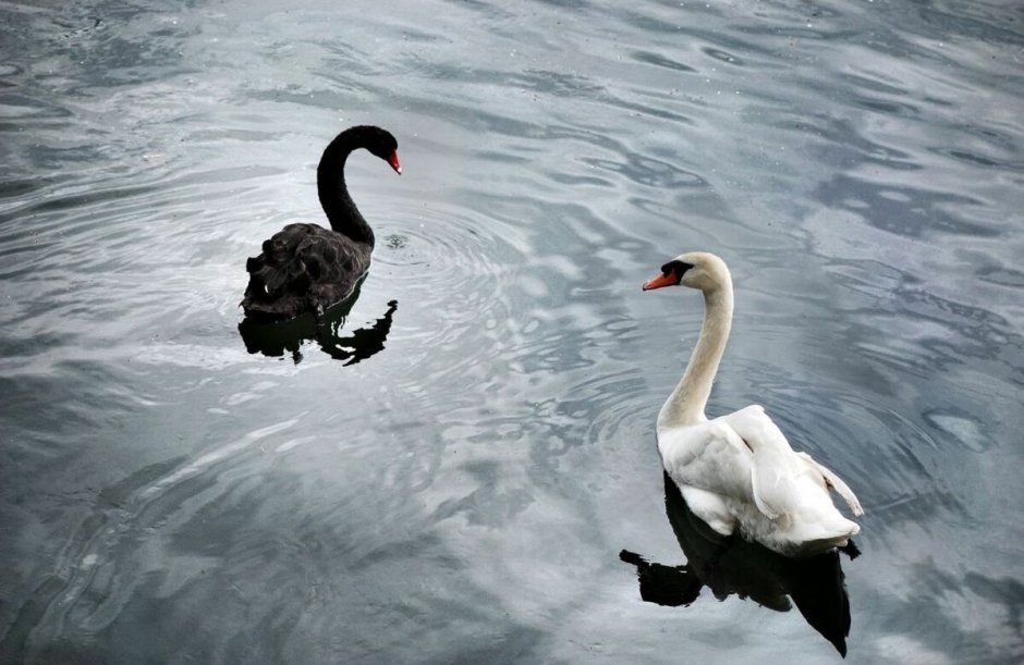 Бой белого и черного лебедя
