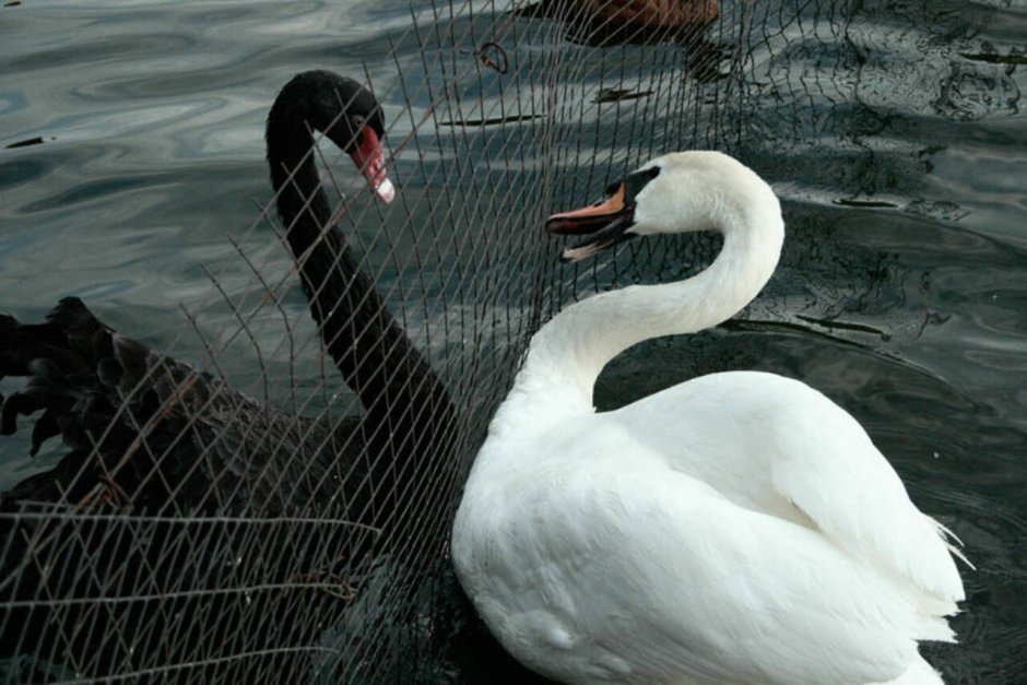Чёрный лебедь и белый лебедь