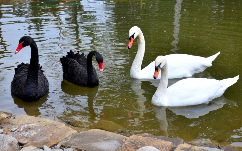 Черный лебедь на пруду