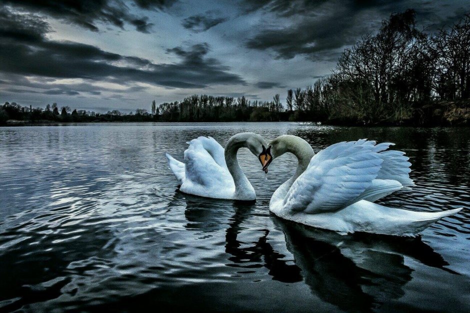 Два лебедя