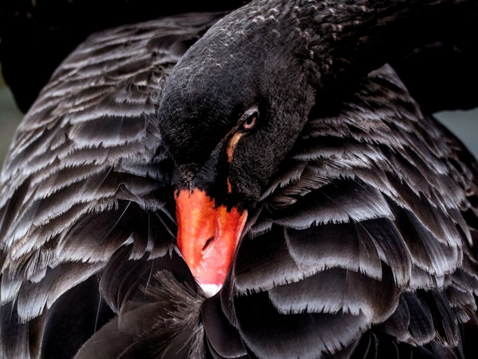 Черный лебедь картина