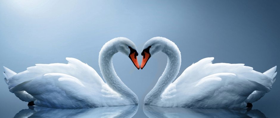 Лебедь Бальмонт белый лебедь