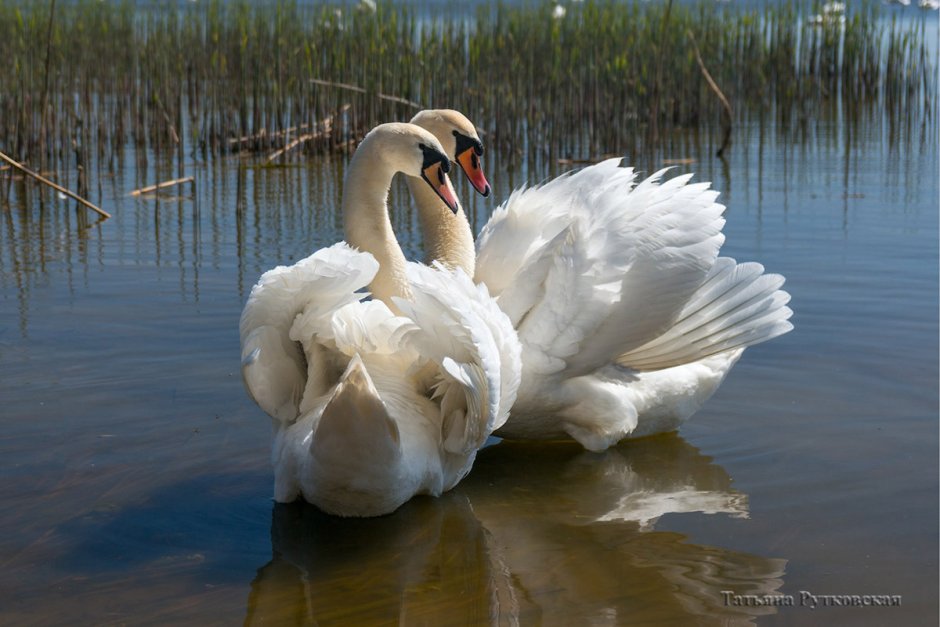 Лебедь шипун Куршской косы