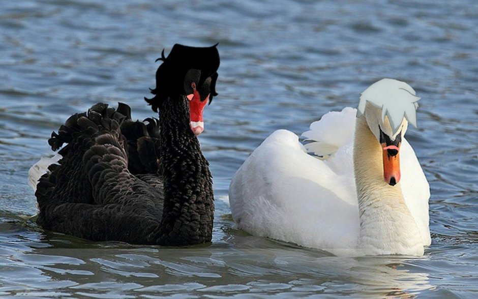 Чёрный лебедь и белый лебедь
