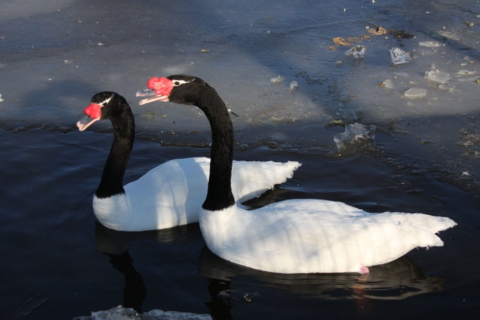 Черношейный лебедь