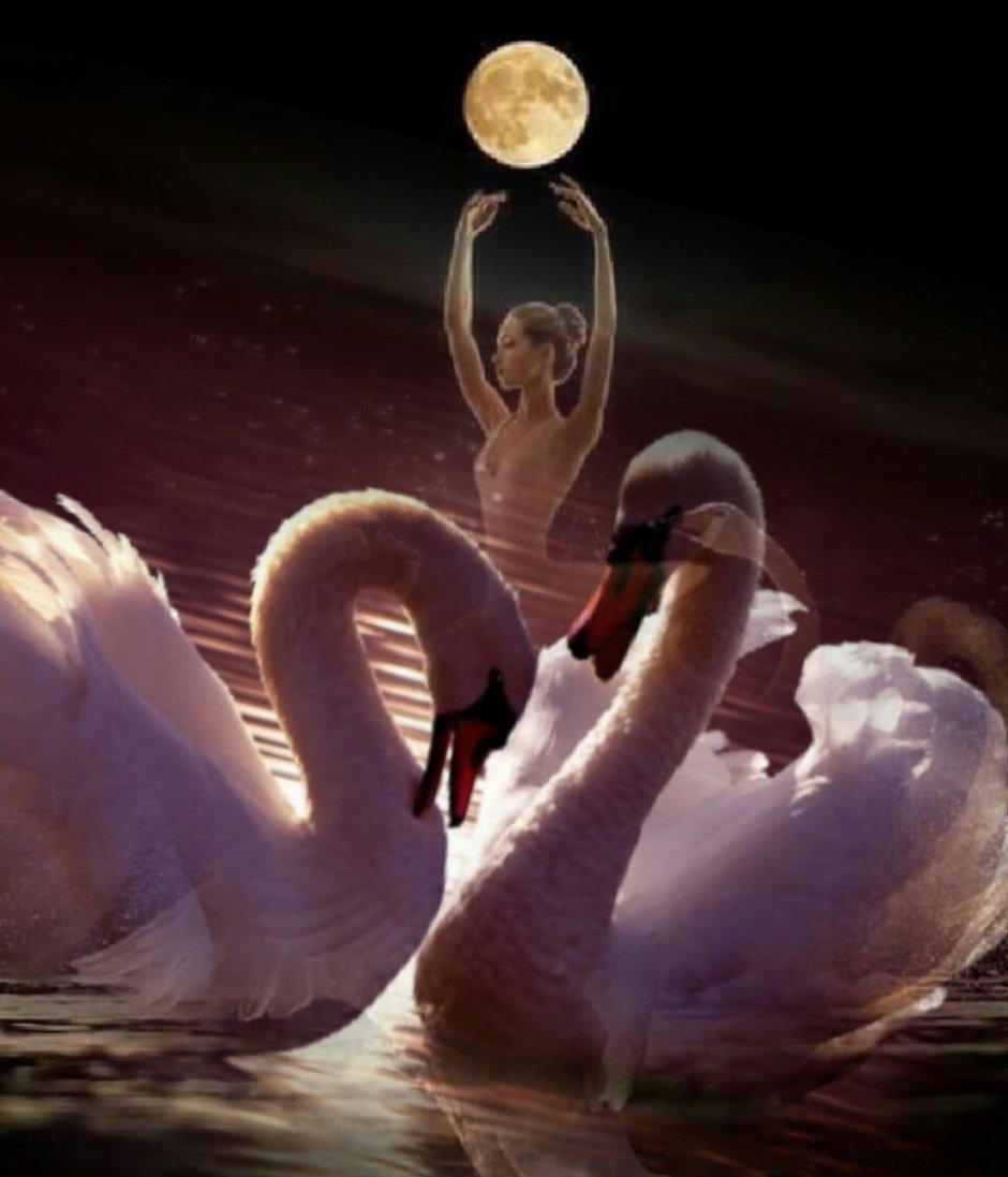 Три черных лебедя