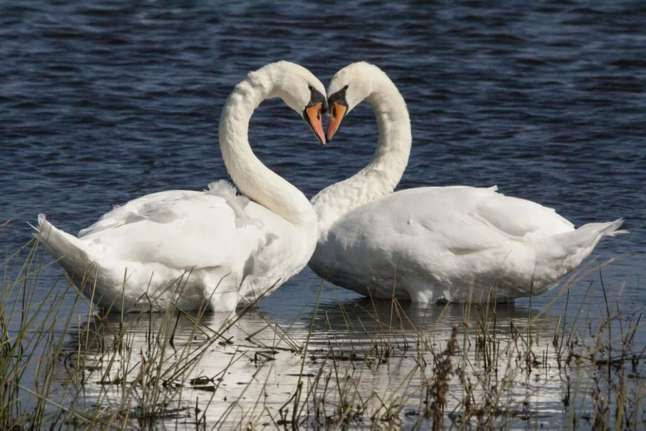 Белый лебедь