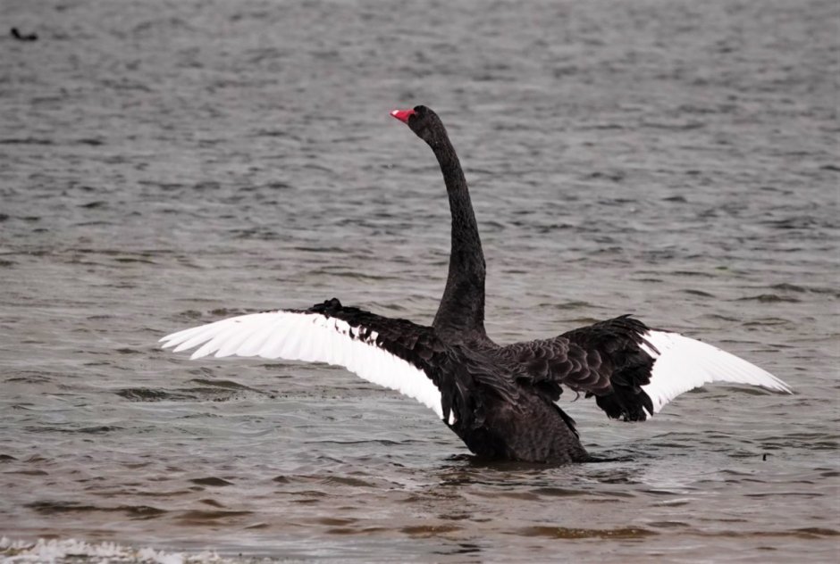 Черный лебедь Крылья