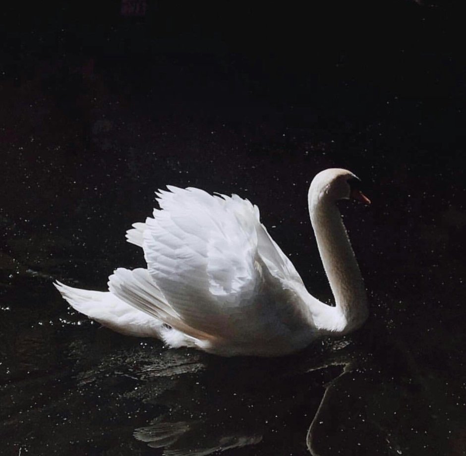 Черный лебедь в полете