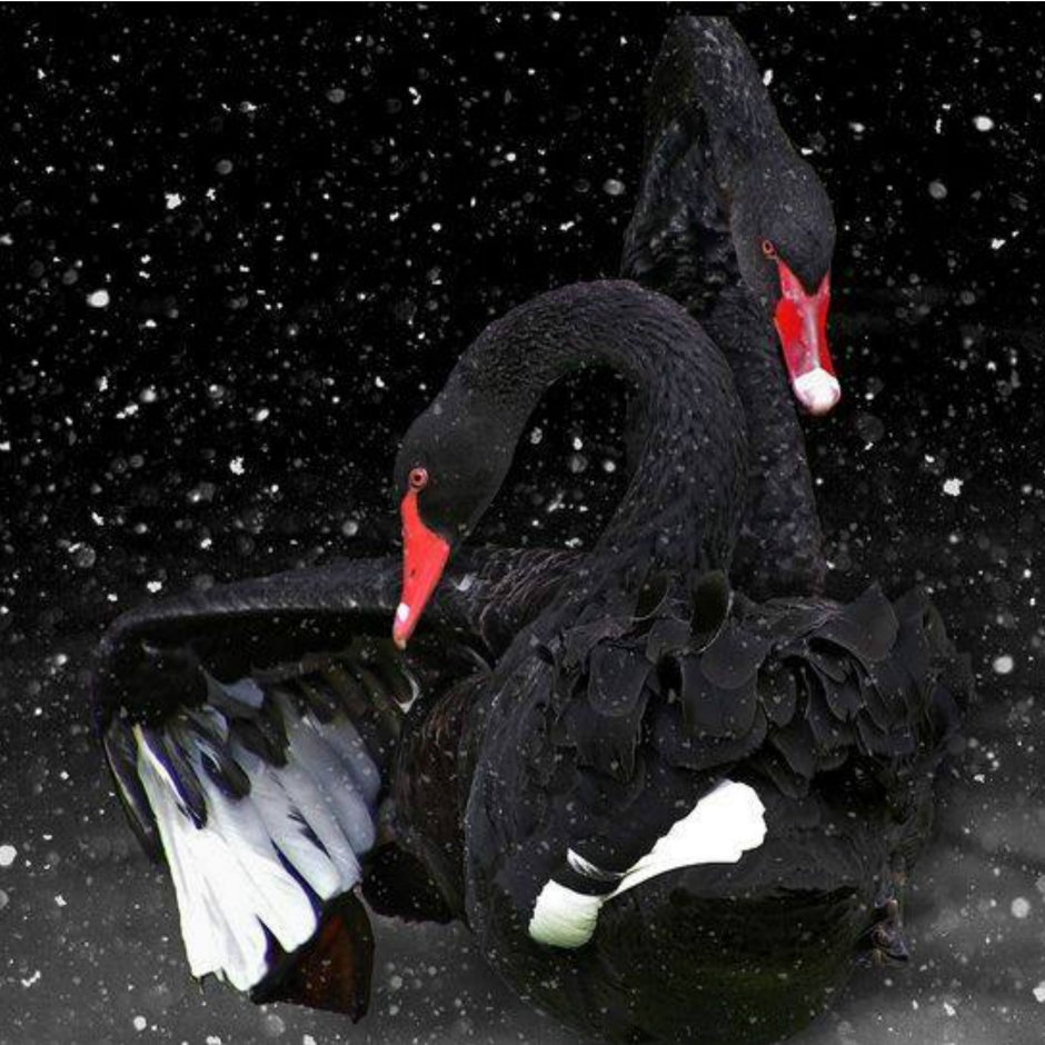 Белый и черный лебедь вместе