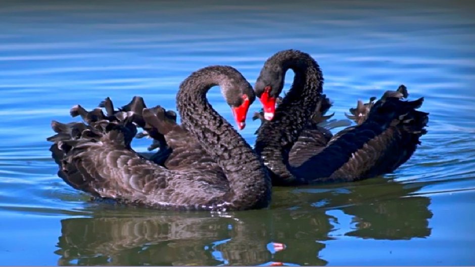 Пара черных лебедей