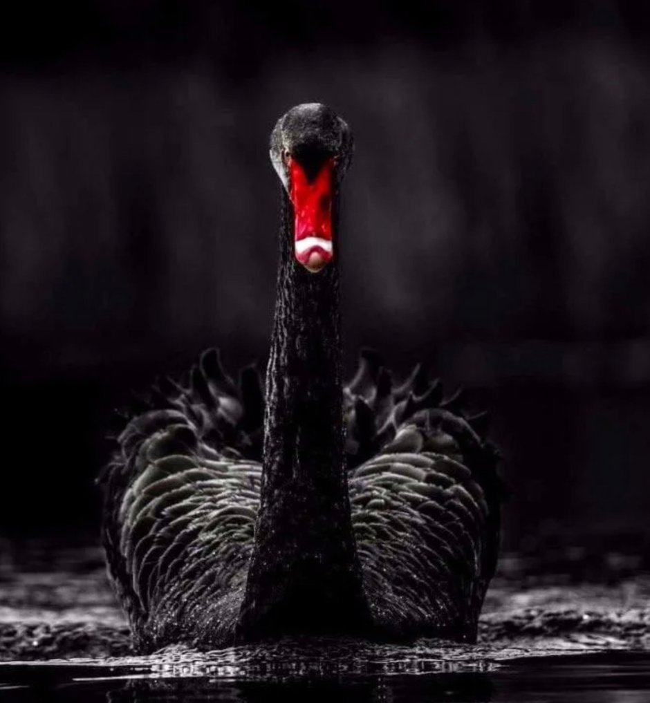 Чёрный лебедь