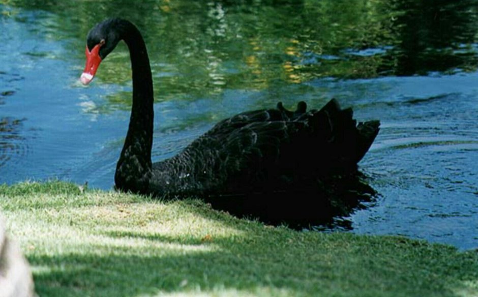 Лебеди (птицы)