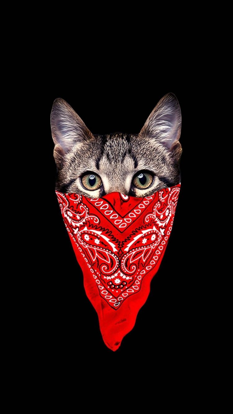 Коты тумблер