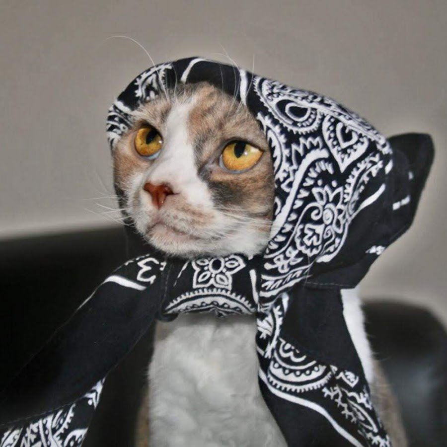 Кот в фиолетовой бандане