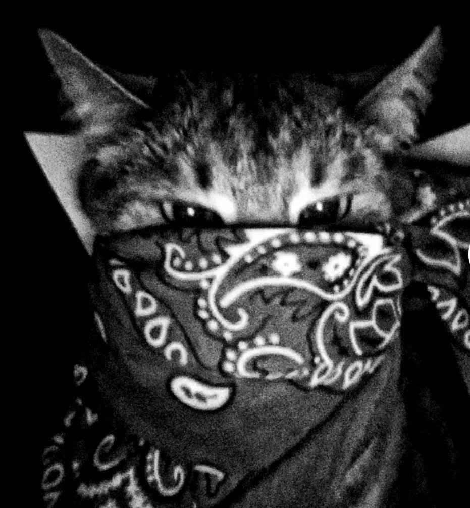 Кошка Британская в бандане