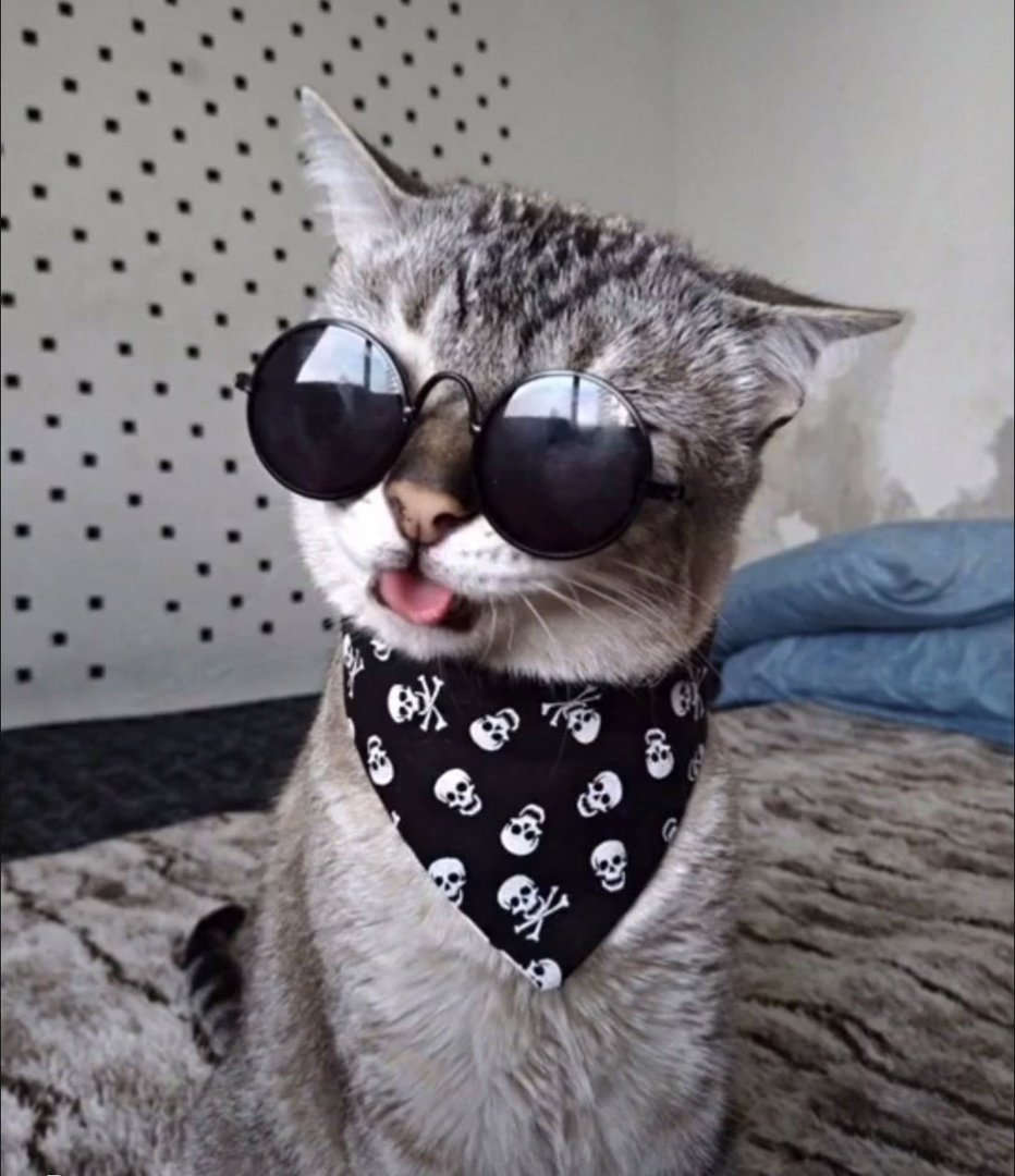 Кот в каске