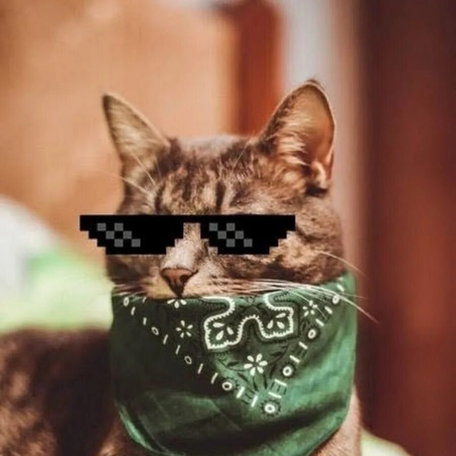 Котик в очках