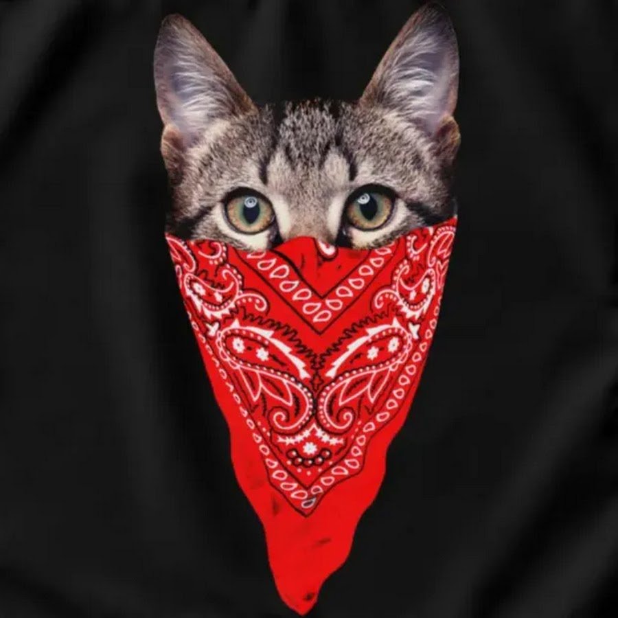 Крутые коты