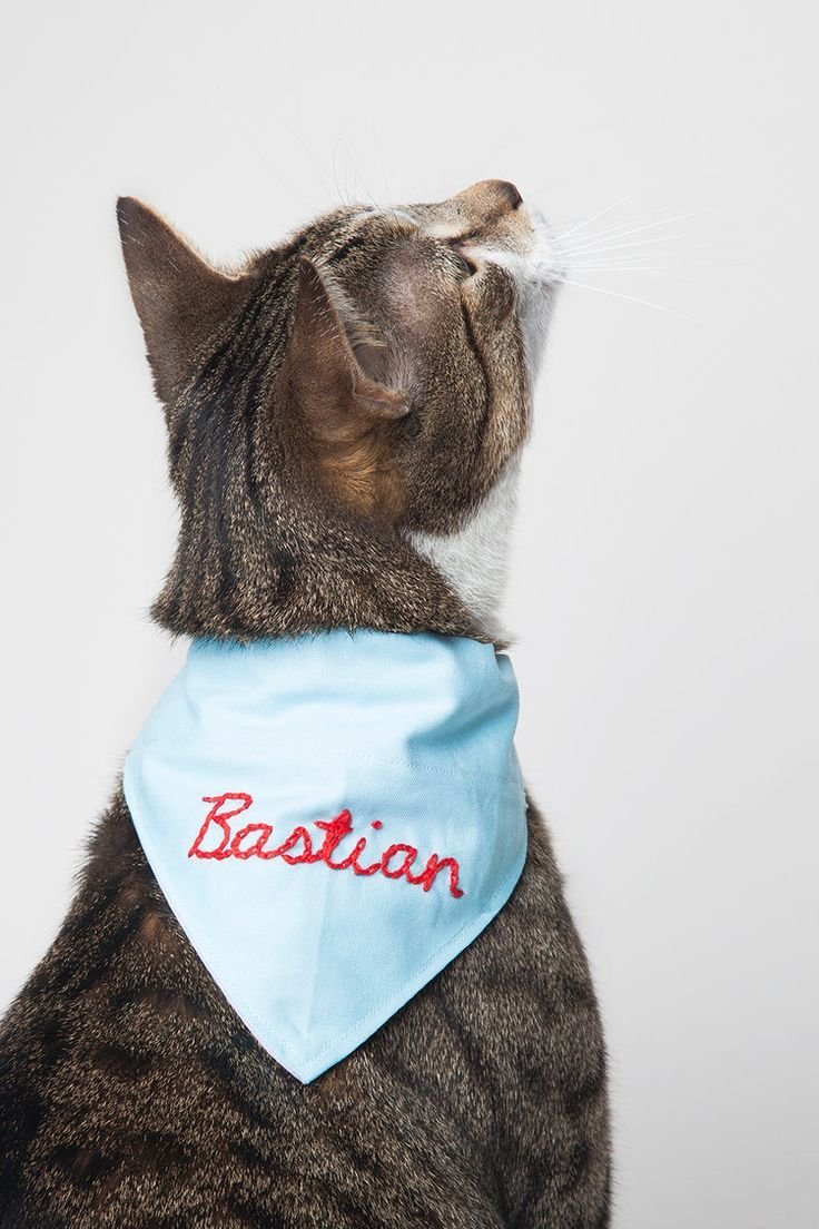 Платок коты