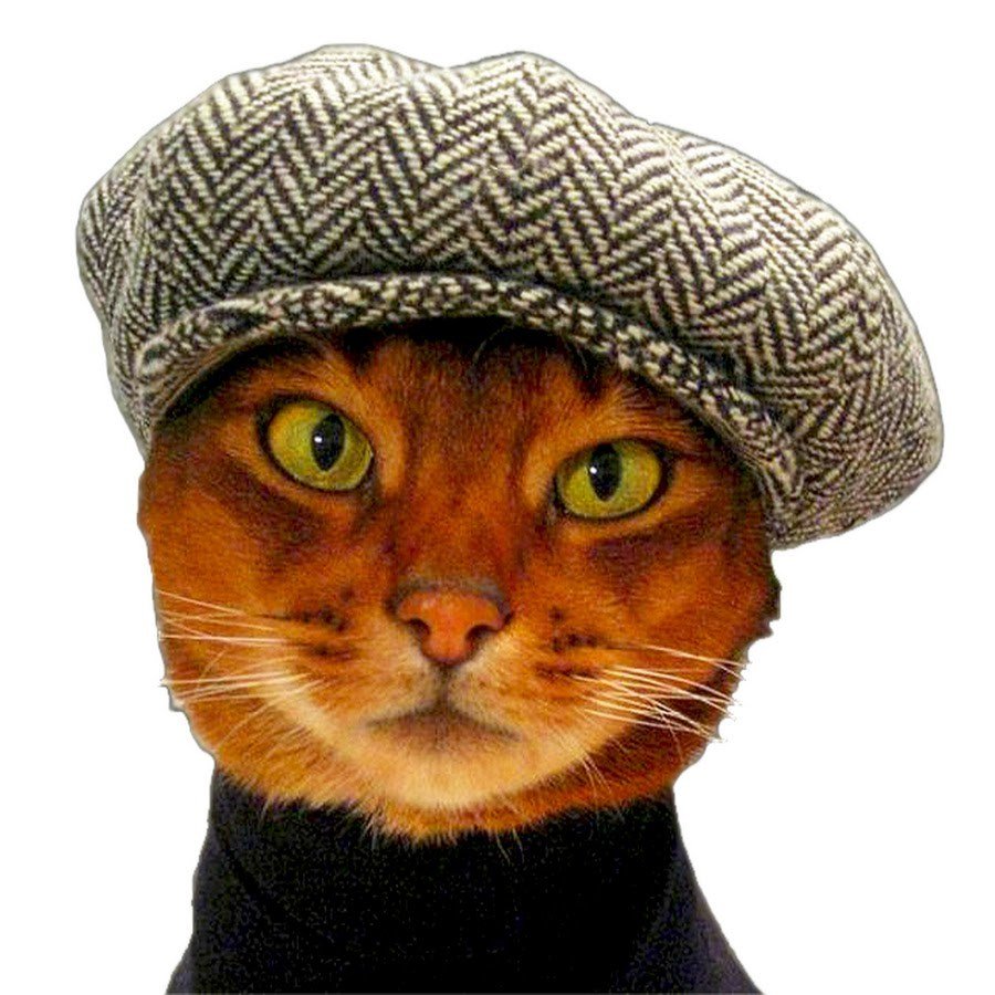 Кошка в шляпе